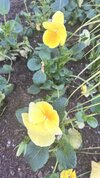 IMG_4182.jpeg