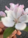 IMG_4148.jpeg
