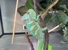 rango 3.jpg
