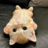 1745952572137.png