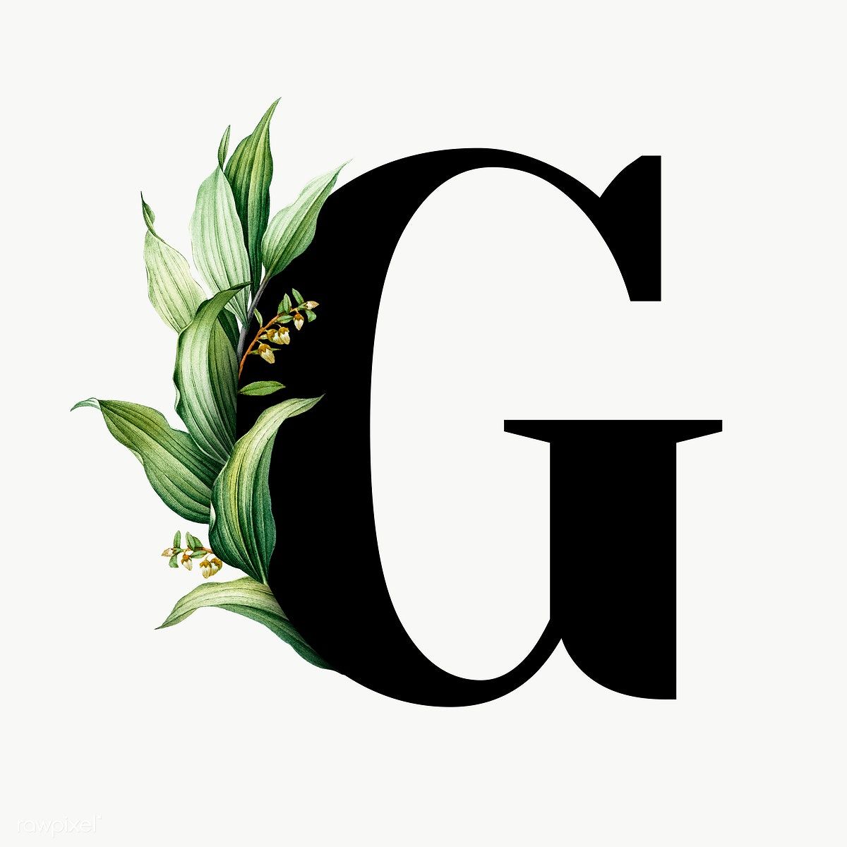 Botanical capital letter G transparent png | premium image by rawpixel ...