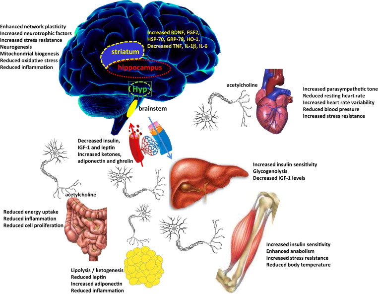 Fasting: Molecular Mechanisms and Clinical Applications - ScienceDirect