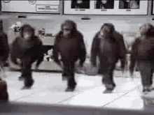 Monkey Dance GIFs | Tenor