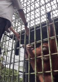 a man reaches out to a cage with a monkey behind it