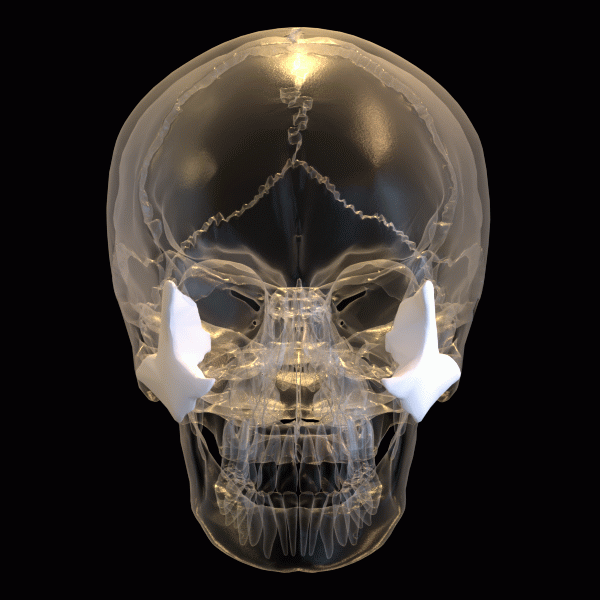 Zygomatic_bone_-_animation_02.gif