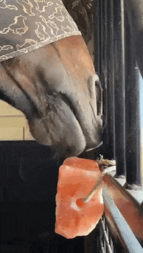 a close up of a horse 's nose with a piece of salt in it 's mouth .