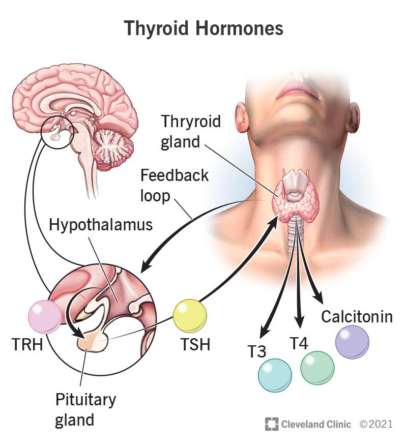 22391-thyroid-hormone