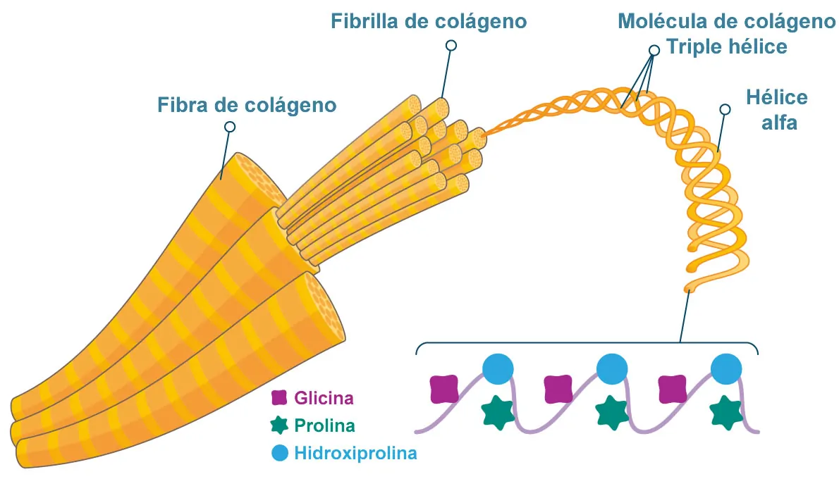 Fibra-de-colageno.jpg.webp