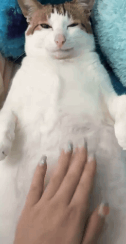 a cat is laying on its back with a person 's hand on its belly