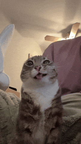 Stupid Cat Face GIFs | Tenor