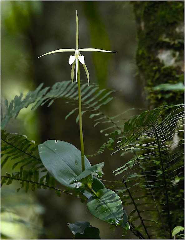 Night Scented Orchid | BirdForum
