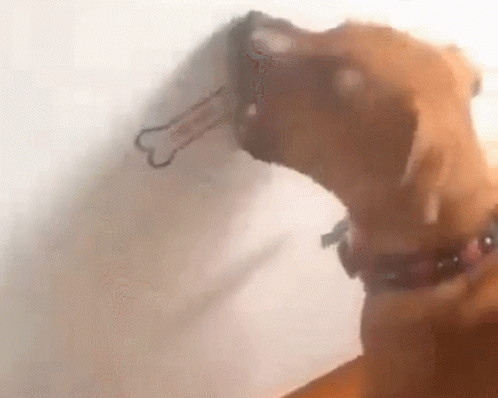 a dog with a bone sticking out of its mouth .
