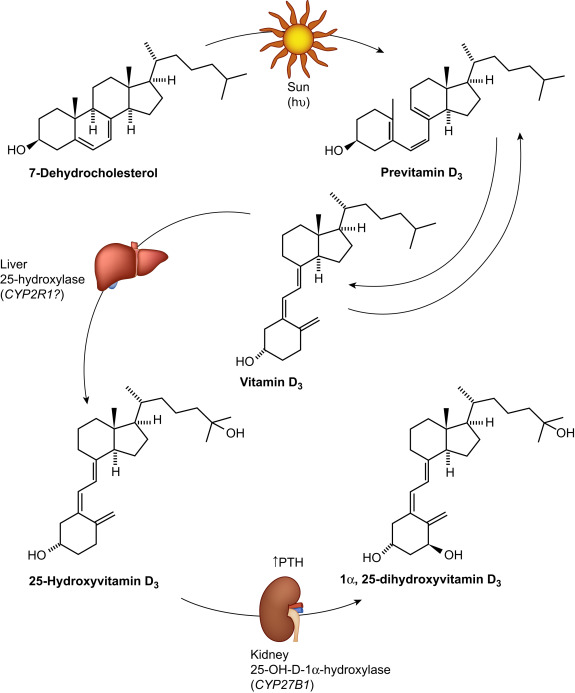 Vitamin D: Biology, Actions, and Clinical Implications - ScienceDirect