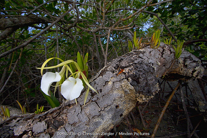 Lady-of-the-night Orchid stock photo - Minden Pictures