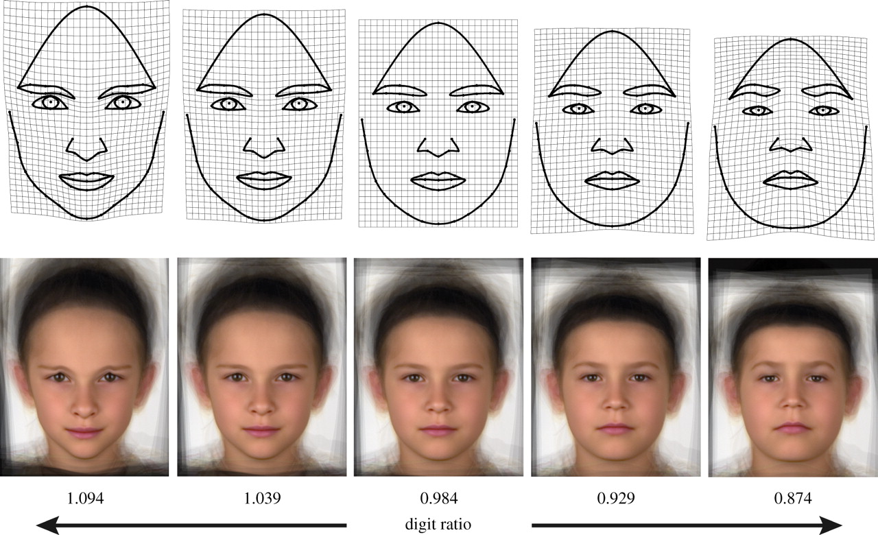 Afbeeldingsresultaat voor prenatal testosterone face