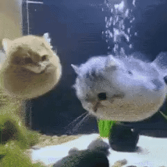 a cat and a fish are swimming in a tank .