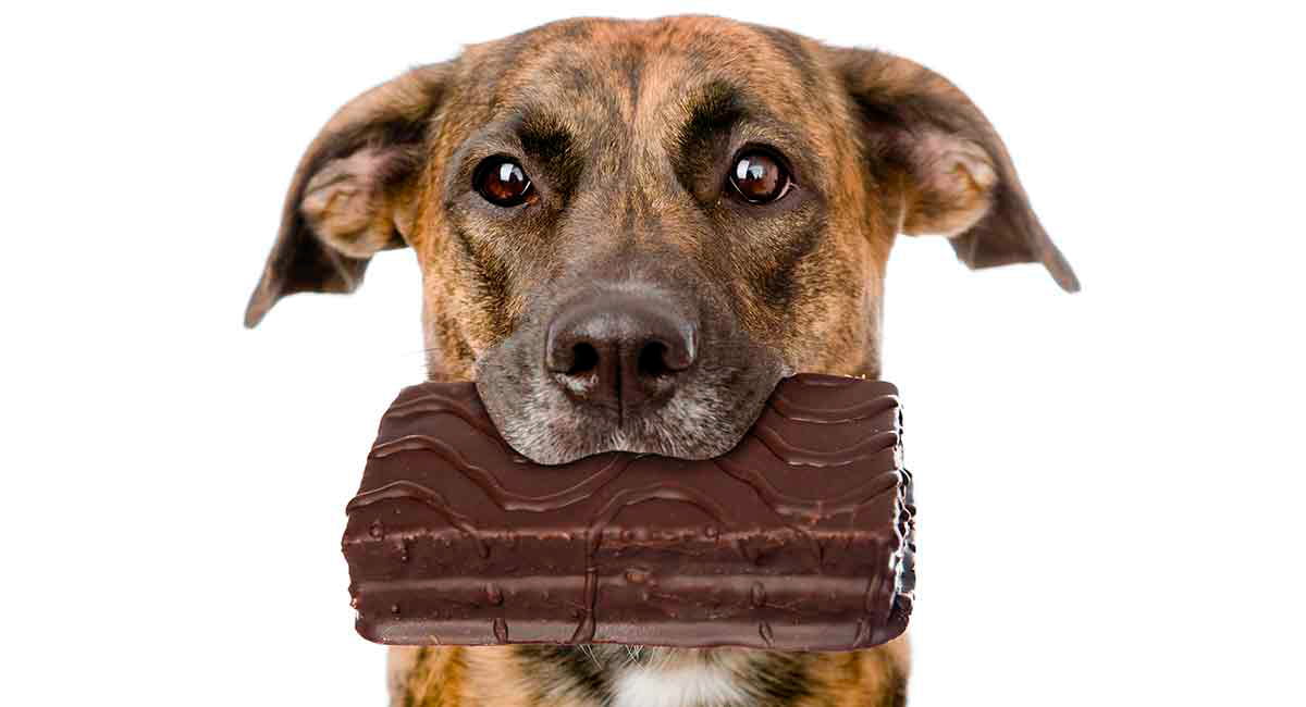 comer-chocolare-es-malo-para-los-perros.jpg