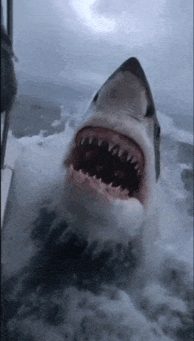 a shark with its mouth open is swimming in the water