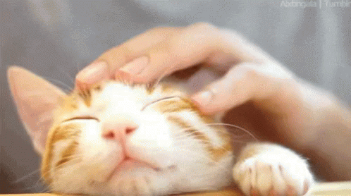 GIF de Petting Cat | Tenor