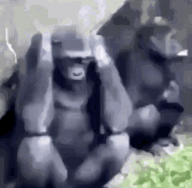 monkey-animal.gif
