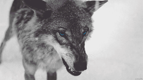 tumblr_mfz937FfGG1s1xl94o1_500.gif