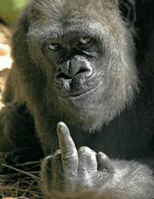 a gorilla is giving the middle finger and looking at the camera