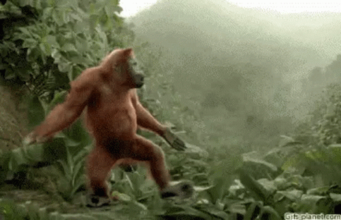 Arangutan Monkey GIF - Arangutan Monkey Dancing - Discover & Share GIFs