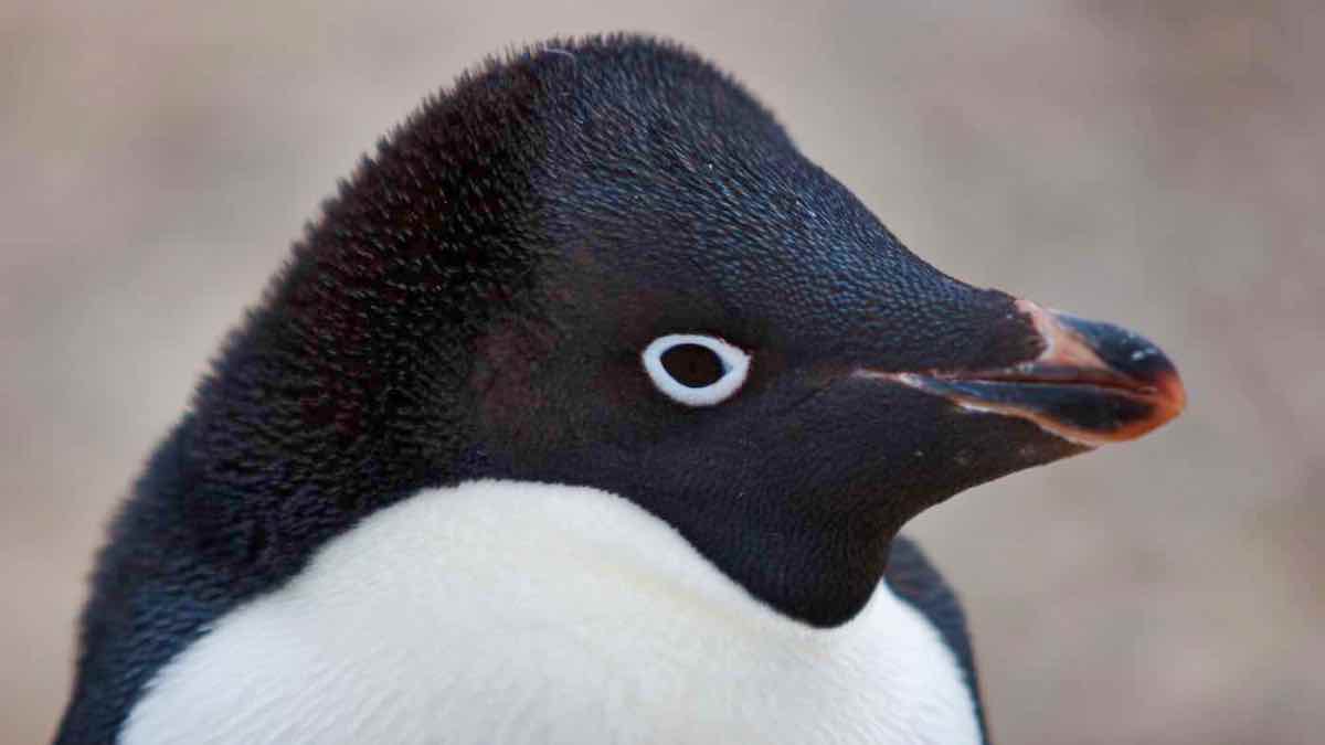 www.penguinworld.com