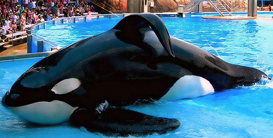 orca with sagging dorsal fin