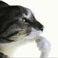 Thinking Cat GIFs | Tenor