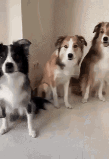 dogs-hugs.gif
