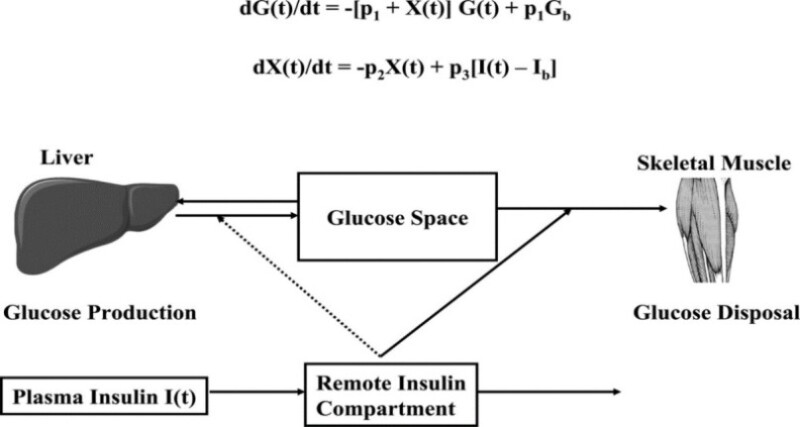 Figure 3. . Schematic equations, and parameters for the minimal model of glucose metabolism.