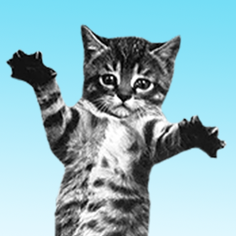 cat-bounce.com