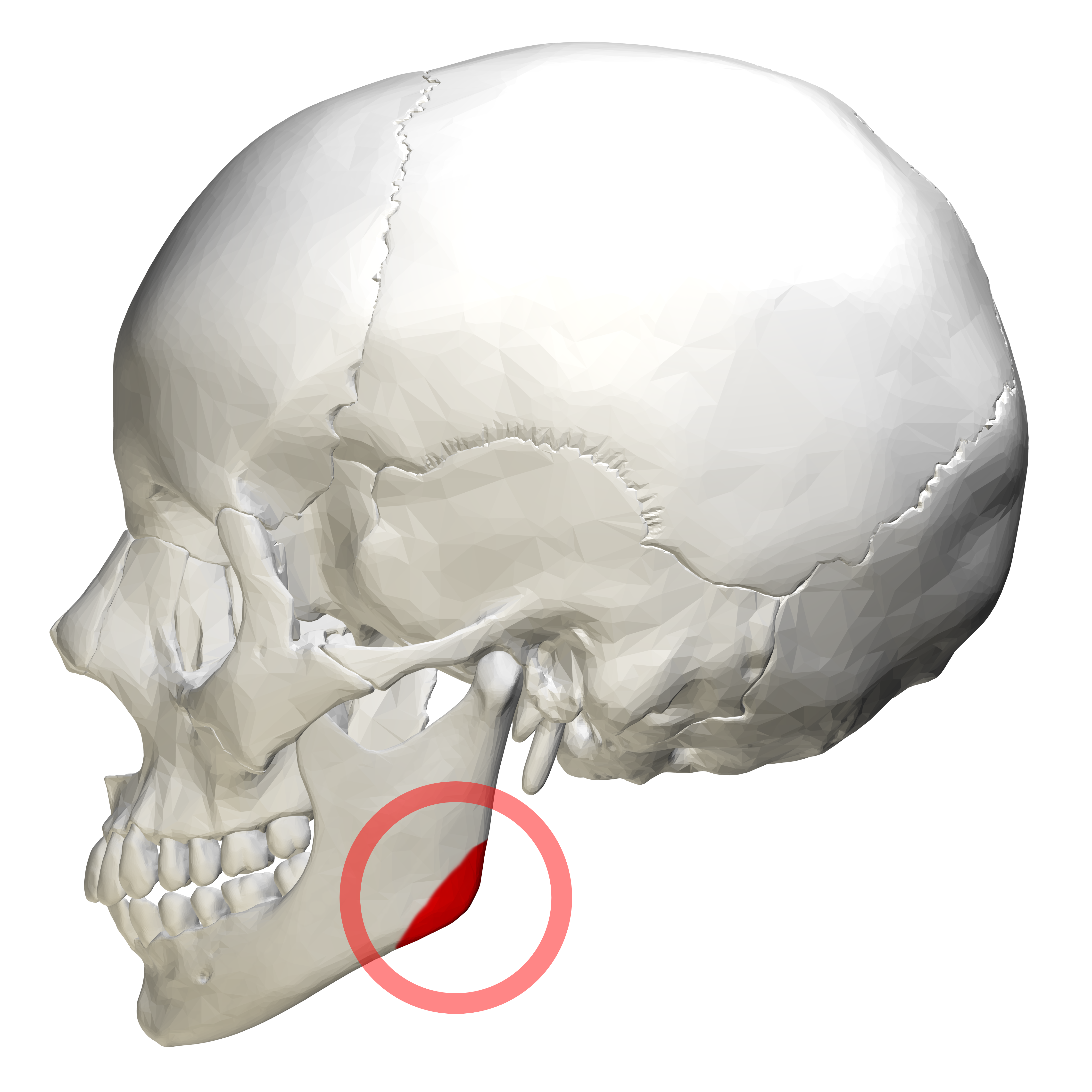 Angle of the mandible - Wikipedia