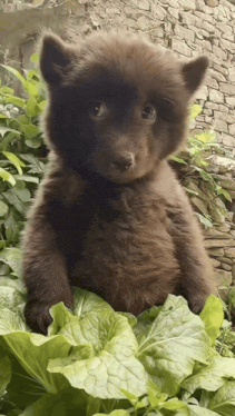 a brown bear cub sitting on a green leaf looking at the camera