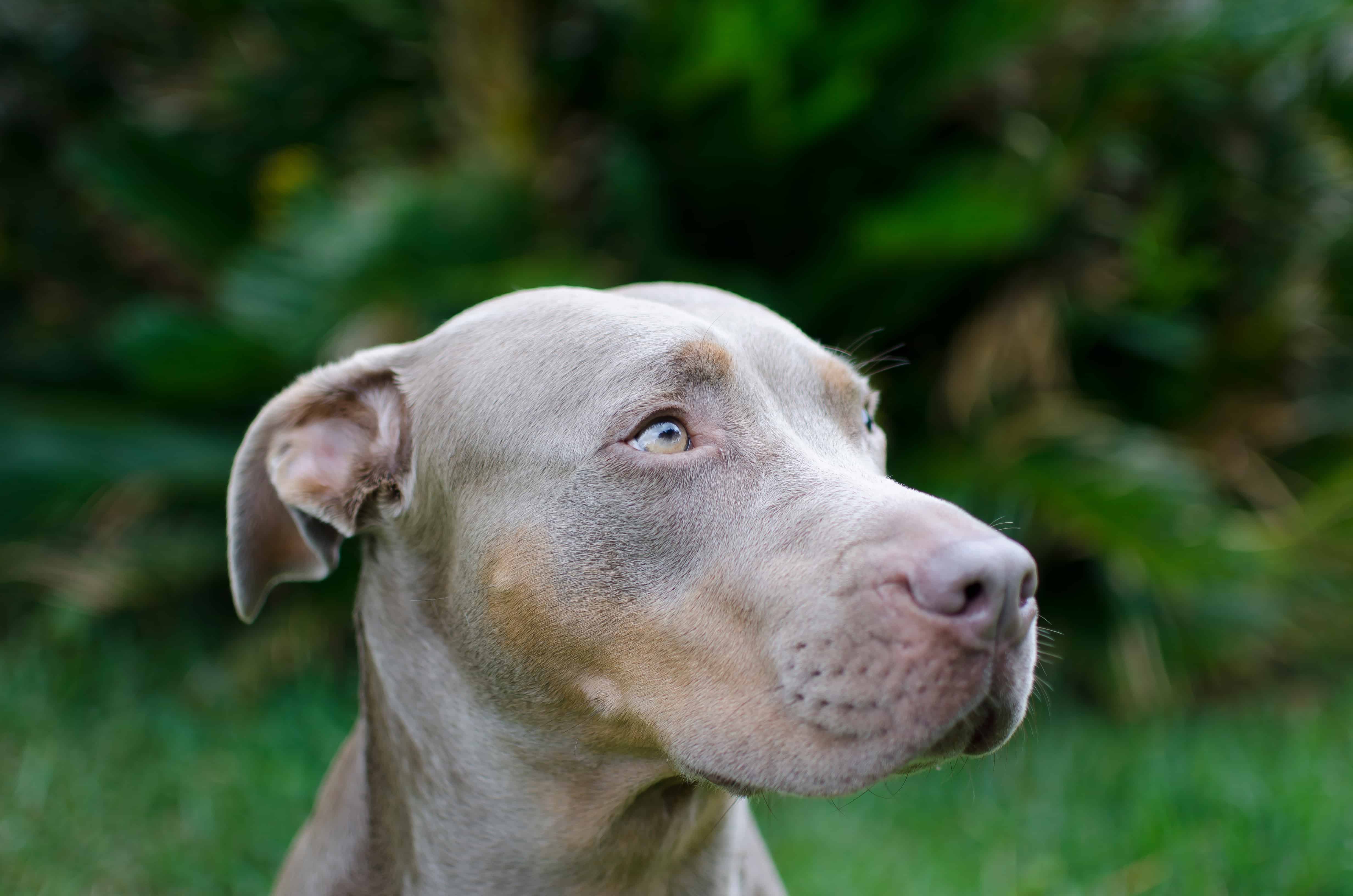 5 Mesmerizing Animals With Green Eyes - A-Z Animals