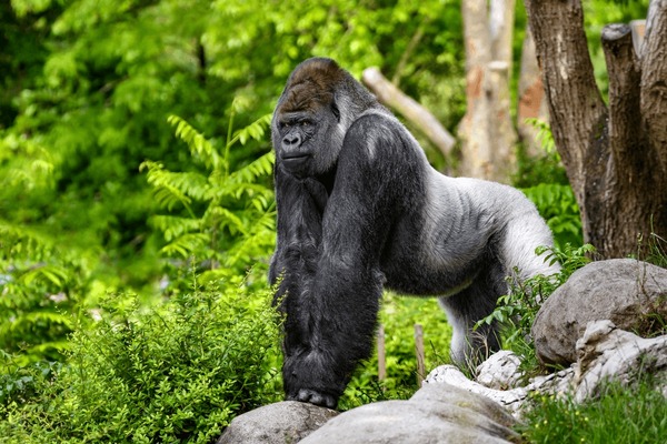 portrait-gorilla-western-lowland-600nw-2166561893.jpg