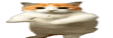 a cat is dancing on a white background