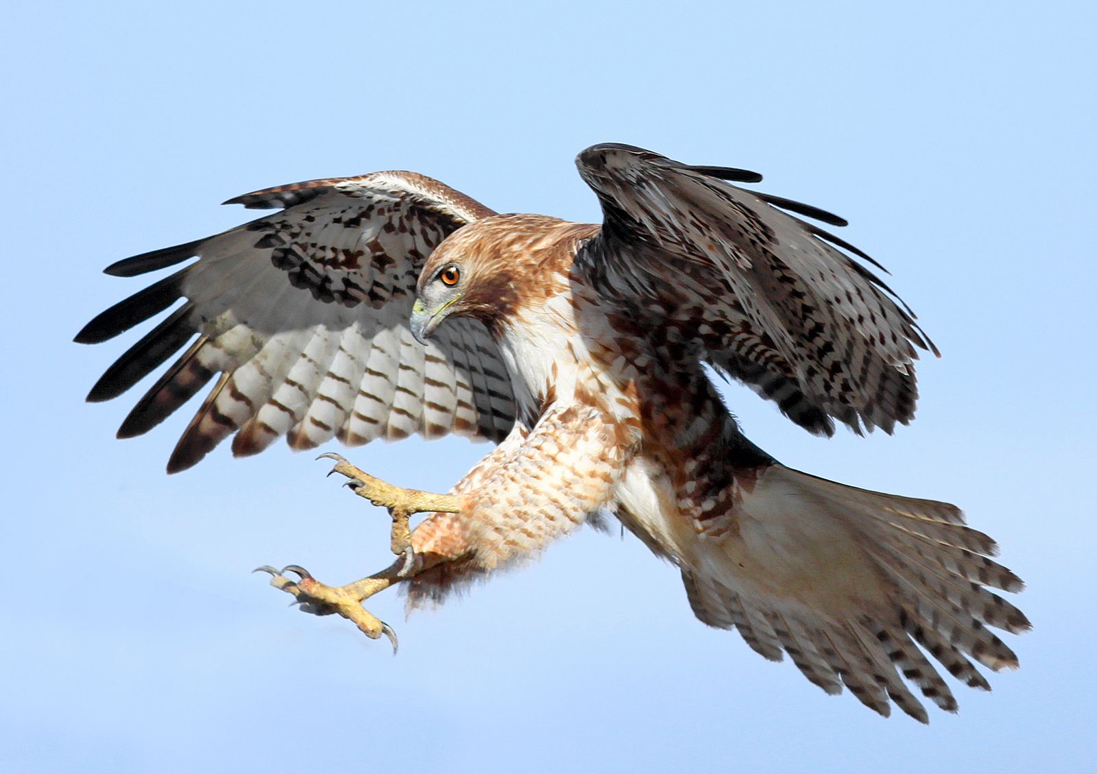 Red-tailed hawk | Description, Prey, & Facts | Britannica