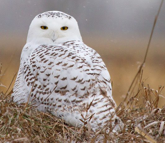 Bird Cams FAQ: Snowy Owl Nest | All About Birds