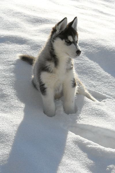 Discover 15 baby huskys and husky puppy ideas | cute dogs, puppies, cute  animals and more