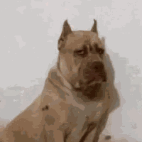a close up of a dog 's face with a white background .