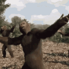 Dancing Monkeys GIFs | Tenor