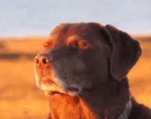 Meme Dog GIFs | Tenor