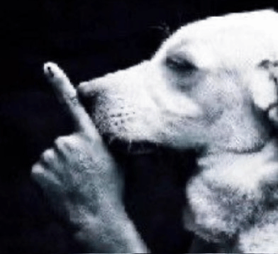 shhh-dog-shhh.gif