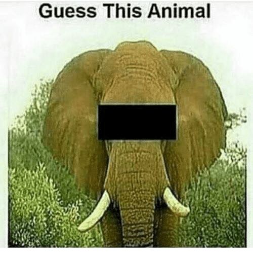 18 Derpy Animal Memes That Are Both Adorable And Hilarious