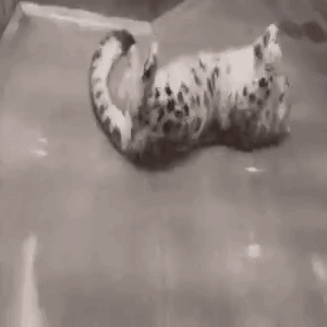 a black and white photo of a leopard laying on its back in a pool .