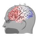 www.brainonllm.com