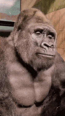 a close up of a gorilla 's face with a tiled wall behind it