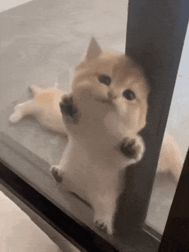 a cat is peeking through a glass door and looking at the camera .
